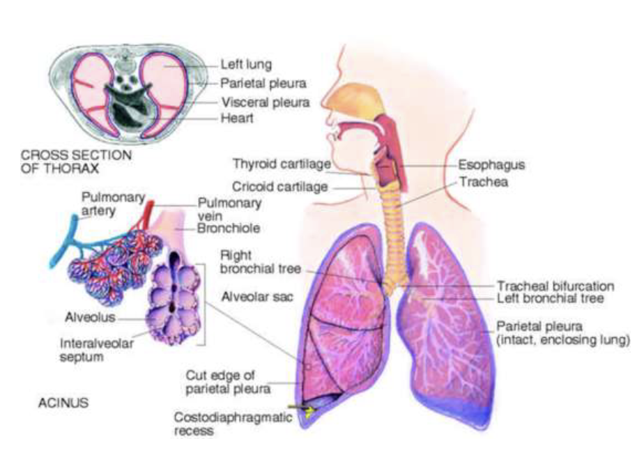 <p>Pleurae (visceral, parietal), Costodiaphragmatic recess, trachea, bronchial tree </p>