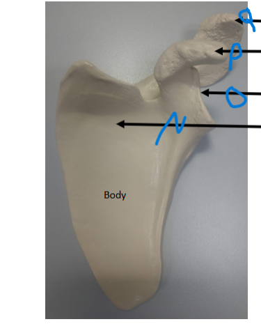 <p>What is N? on the scapula of the pectoral girdle</p>