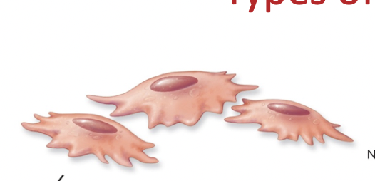 Mesenchymal stem cells in endosteum and periosteum; can produce more stem cells or osteoblasts