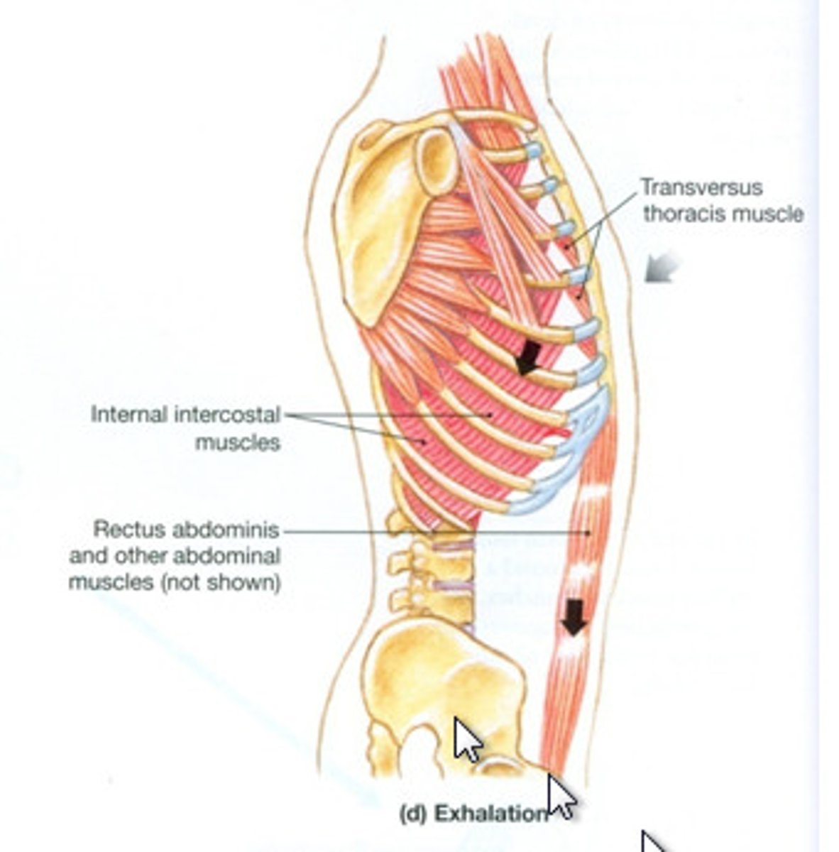knowt flashcard image