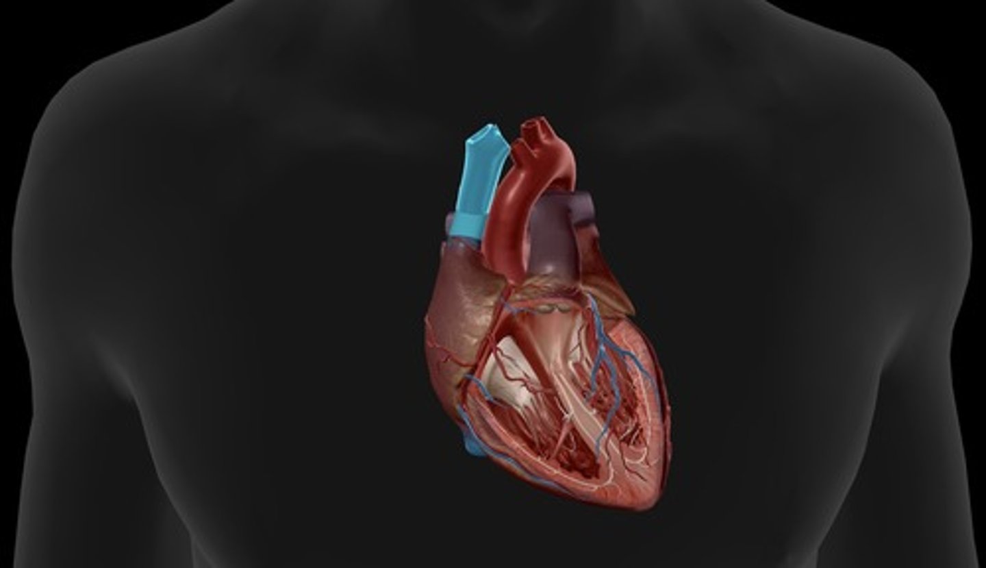 <p>carries blood from the upper portion of the body to the right atrium</p>