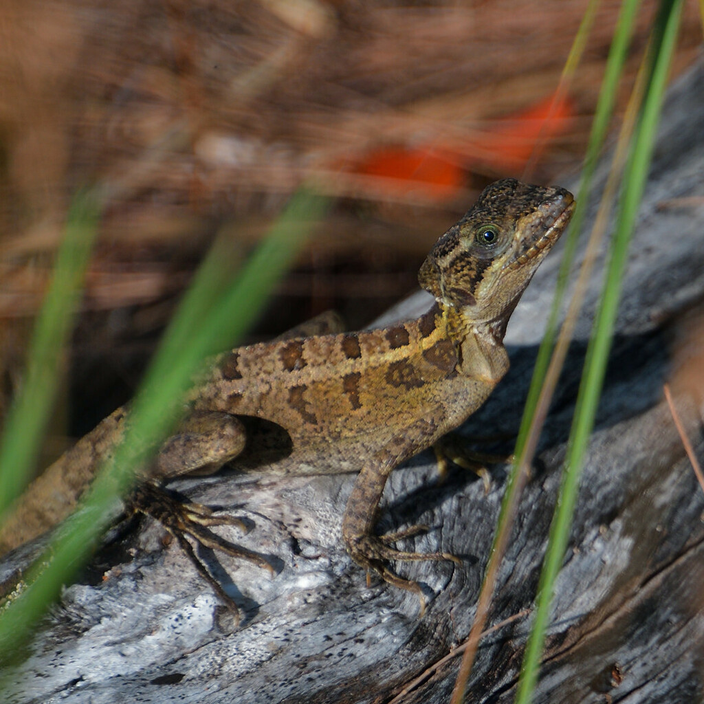 <p>Brown Basilisk, native to C. America, live in SE FL, some males have crest, juveniles are boldly striped, long toes, can “run” on water or swim</p>