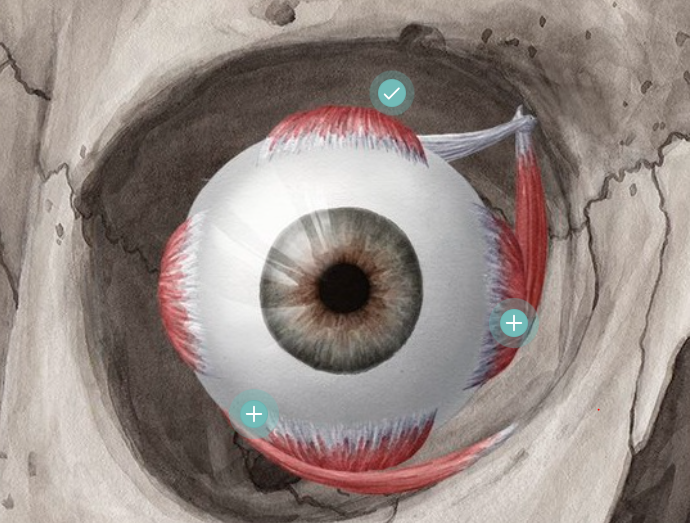 <p>eyeball</p>