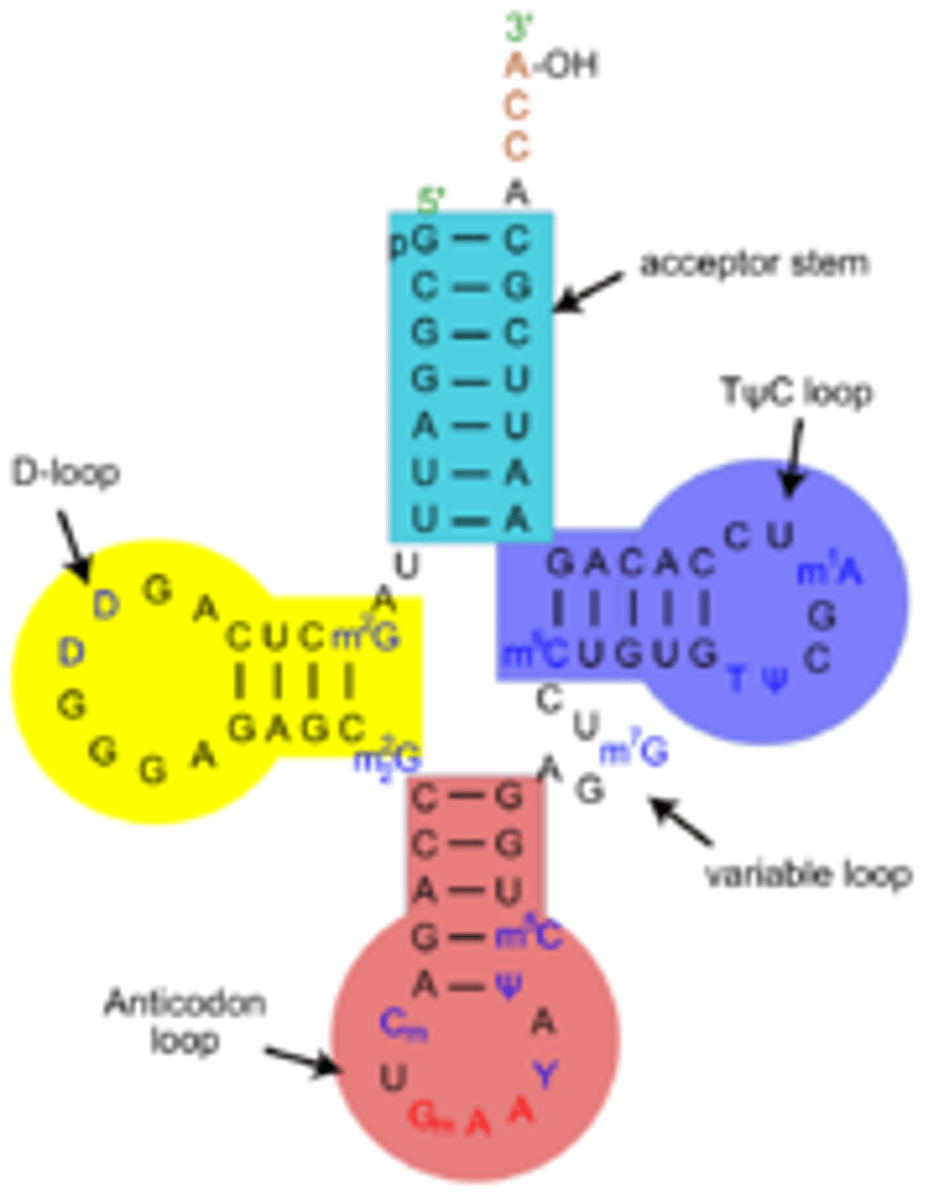 <p>the eukaryotic RNA polymerase that synthesizes tRNA (&amp; some rRNA) in the nucleus</p>