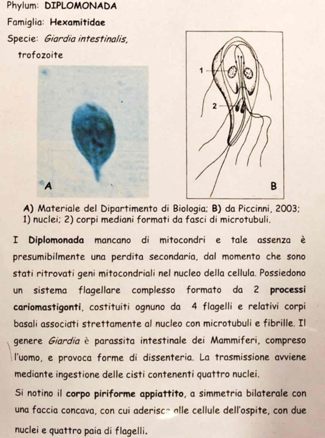 <p><em>Giardia sp</em>.</p>