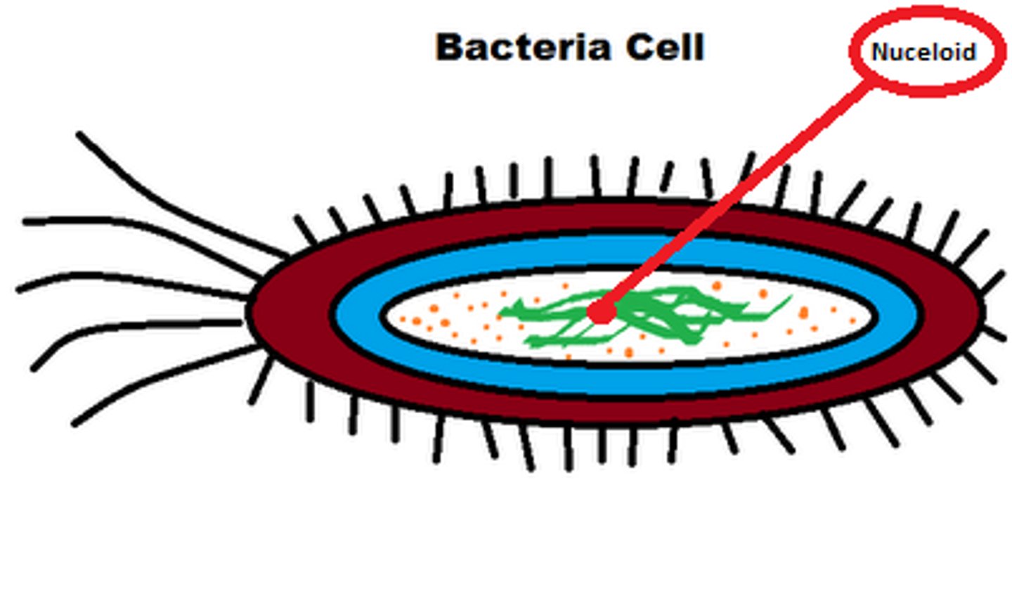 <p>A Nucleoid is a circular double-stranded piece of DNA that is free-floating in the cytoplasm.</p>