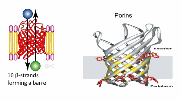 <ul><li><p>Ex. Formed from 16 beta strands</p><ul><li><p>Exterior is hydrophobic so it can interact with hydrophobic membrane&nbsp;</p></li><li><p>The interior is hydrophilic&nbsp;</p></li><li><p>Forms hydrophilic pre through the hydrophobic membrance</p></li></ul></li><li><p>Ex. porins found in bacteria cells, chloroplasts and mitochondria&nbsp;</p></li></ul><p></p>