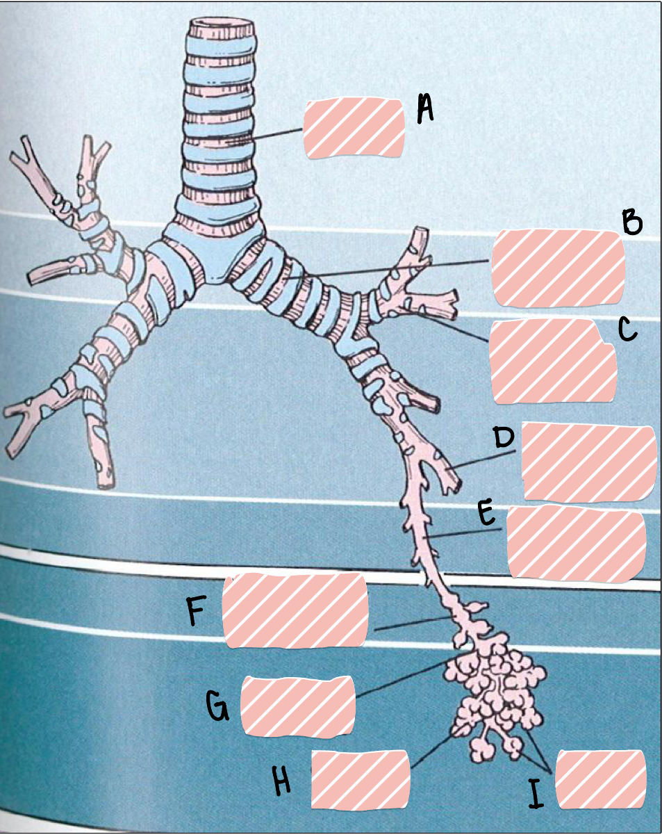 <p>H</p>