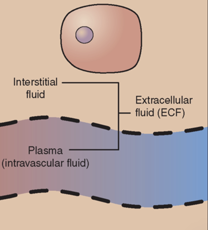 <ul><li><p>Extracellular Fluid</p><ul><li><p>Fluid outside of the cell</p></li><li><p>(includes ISF and Plasma)</p></li></ul></li></ul>