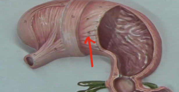 <p>extra layer only in the stomach </p>