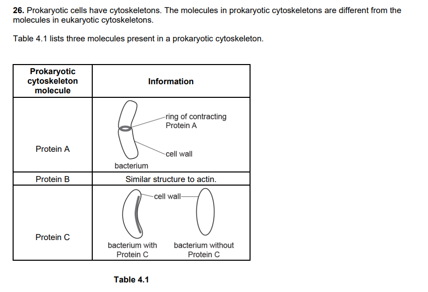 Prokaryotic cells have cytoskeletons. The molecules in prokaryotic cytoskeletons are different from the molecules in eukaryotic cytoskeletons. Table 4.1 lists three molecules present in a prokaryotic cytoskeleton. 

i. Suggest the function of Protein A.

ii. Suggest the function of Protein C.

iii. An antibiotic called A22 binds irreversibly to Protein B. Despite its antibiotic properties, A22 is not used in humans. Suggest why scientists have advised that A22 should not be used in humans.