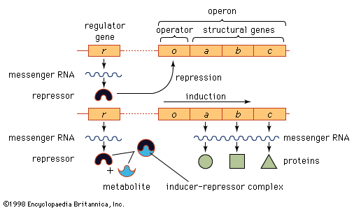 a diagram showcasing structural genes' along with regulatory genes