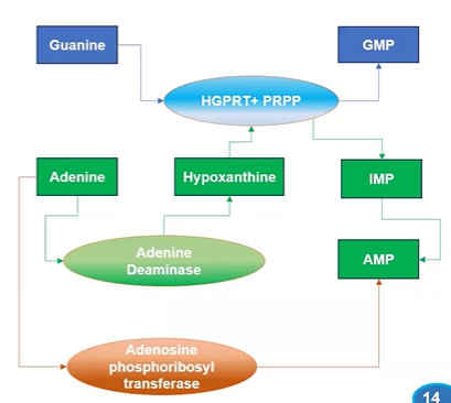 <p>HGPRT = free guanine and hypoxanthine (adenine deam product)</p><p>Adenosine PRsTransase = ( free adenine with PRPP &gt; AMP + PPi)</p>