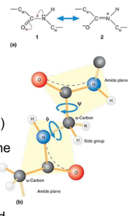 <p>A covalent bond between the carboxyl carbon of one amino acid and the amino nitrogen of another. It has partial double-bond character (resonance), making it rigid and planar. As a result, rotation around this bond is limited so limits number of conformational possibilities; the side chains (R groups) can rotate.</p>