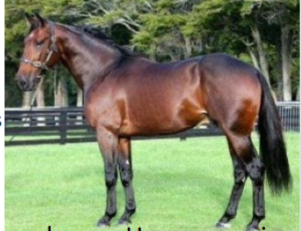 <p><span style="color: rgb(10, 9, 9);"><span>Origin: Spain</span></span><span style="color: rgb(10, 9, 9);"><br></span><span style="color: rgb(10, 9, 9);"><span>United States</span></span><span style="color: rgb(10, 9, 9);"><br></span><span style="color: rgb(10, 9, 9);"><span>Color: Any solid color, mostly brown, bay, black,</span></span><span style="color: rgb(10, 9, 9);"><br></span><span style="color: rgb(10, 9, 9);"><span>or chestnut</span></span><span style="color: rgb(10, 9, 9);"><br></span><span style="color: rgb(10, 9, 9);"><span>Body: 14-16 hands</span></span><span style="color: rgb(10, 9, 9);"><br></span><span style="color: rgb(10, 9, 9);"><span>Traits: Good stamina</span></span><span style="color: rgb(10, 9, 9);"><br></span><span style="color: rgb(10, 9, 9);"><span>Similar to Thoroughbreds</span></span><span style="color: rgb(10, 9, 9);"><br></span><span style="color: rgb(10, 9, 9);"><span>but often have longer</span></span><span style="color: rgb(10, 9, 9);"><br></span><span style="color: rgb(10, 9, 9);"><span>and lower bodies</span></span><span style="color: rgb(10, 9, 9);"><br></span><span style="color: rgb(10, 9, 9);"><span>Purpose: Trotter, Pacer, Carriage horse, Harness racing</span></span></p>