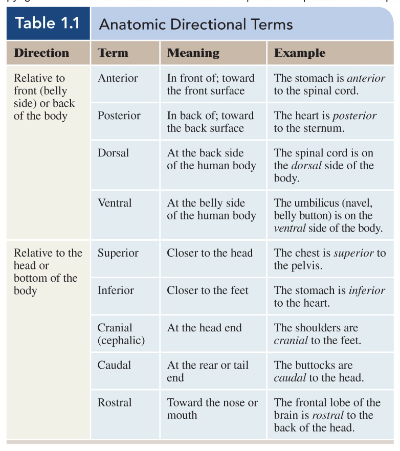 <p>at the belly side of the human body</p>