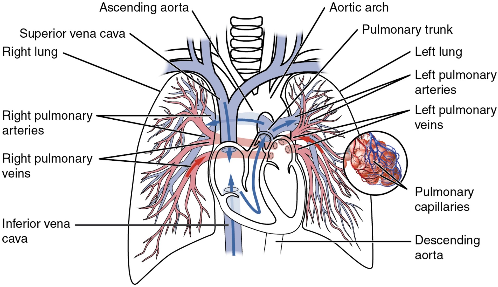 <p><span>The pulmonary arteries in turn branch many times within the lung, forming a series of smaller arteries and arterioles that eventually lead to the pulmonary capillaries. The pulmonary capillaries surround lung structures known as alveoli that are the sites of oxygen and carbon dioxide exchange.</span></p>