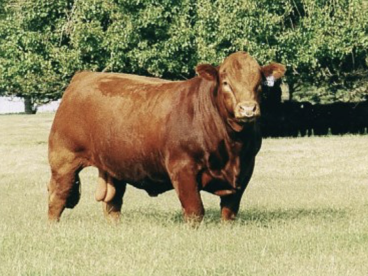 <p>What type of cow is this?</p>