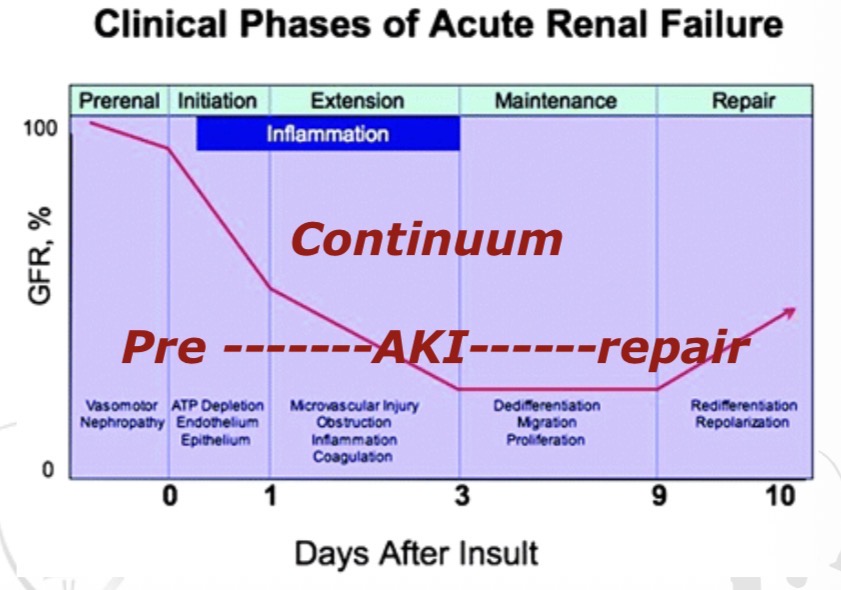 <p>Pre-renal state (<strong>renal hypoperfusion)</strong>→ AKI → Recovery/ repair phase.</p><p></p>