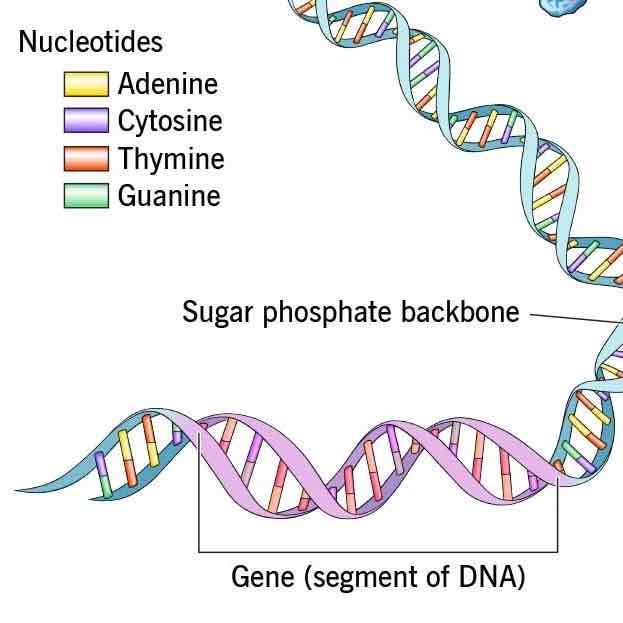<p>Genes</p>