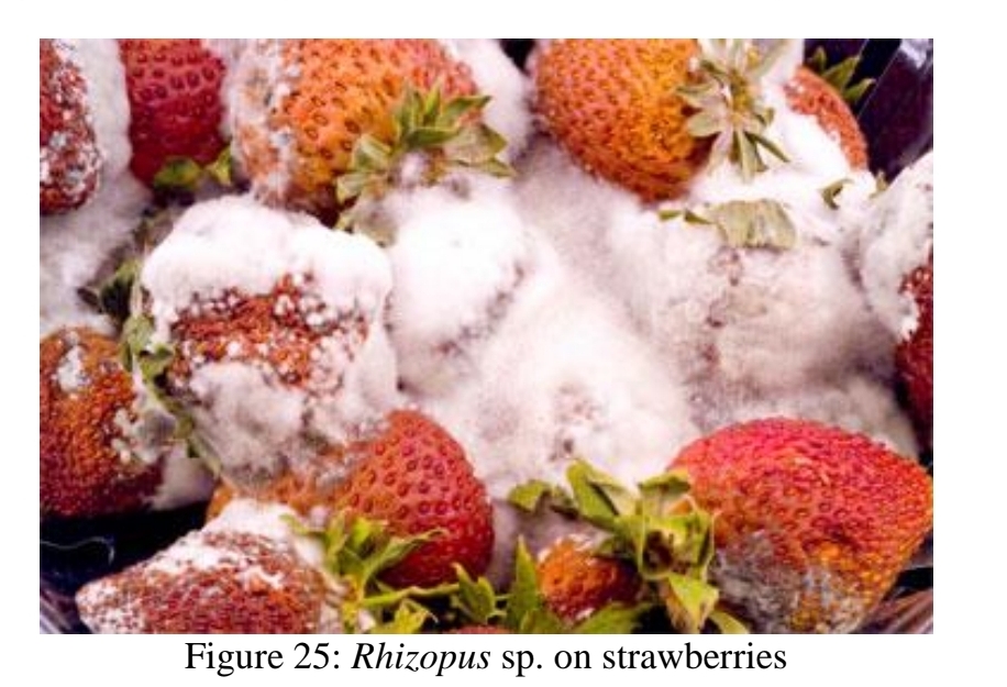 <p>Parasitic fungi</p>