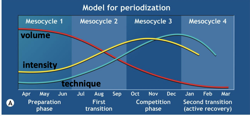<p>Periodisation:</p><ul><li><p><span><span>Preparation phase: focus on volume</span></span></p></li><li><p><span><span>Pre-competition and competition phase: focus on intensity/technique</span></span></p></li></ul><p></p>