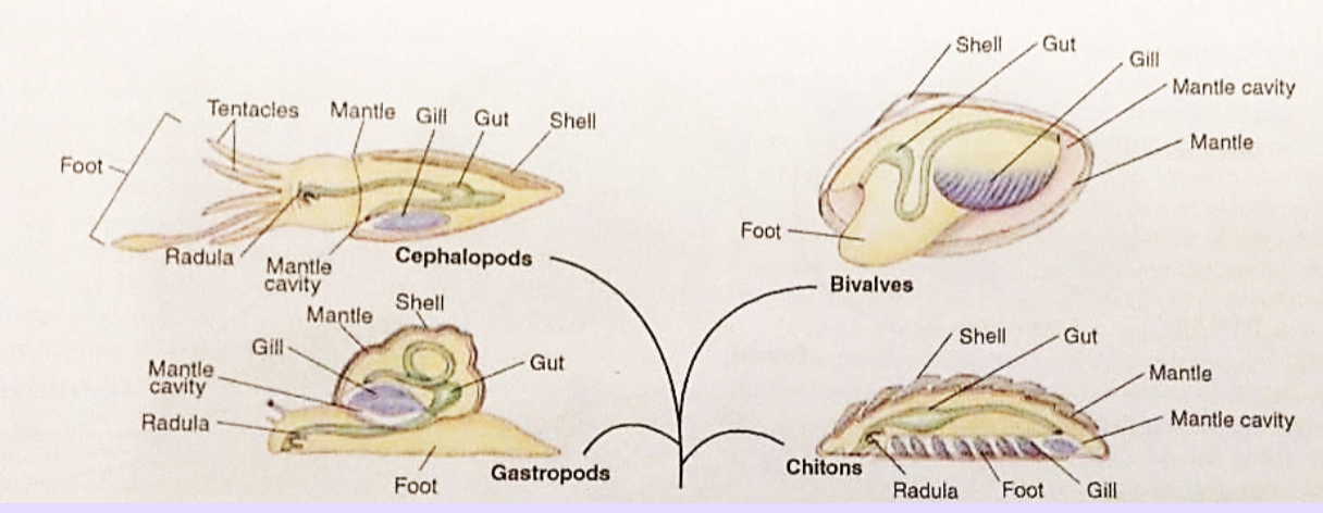 mollusk general anatomy