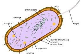 celwand 

geen bladgroenkorrels 

geen vacuole