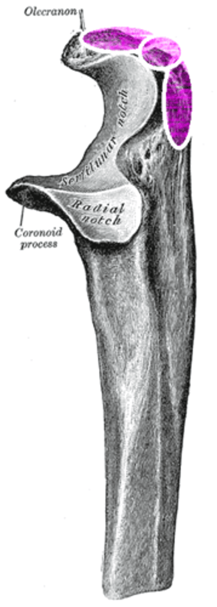 <p>fits into the olecranon fossa of the humerus</p>