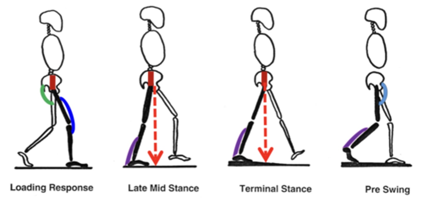 <p>Posterior leg</p><p>Tibial n.</p><p>Plantarflexors (PURPLE) stabilize the tibia while center of gravity is ahead of the ankle &amp; provide forward propulsion and stride length</p><p>Flat-footed gait/ Lack of toe-off. Loss of propulsion leads to shortened stride length, slower walking speed. May compensate by using hip flexors to propel swing phase.</p>