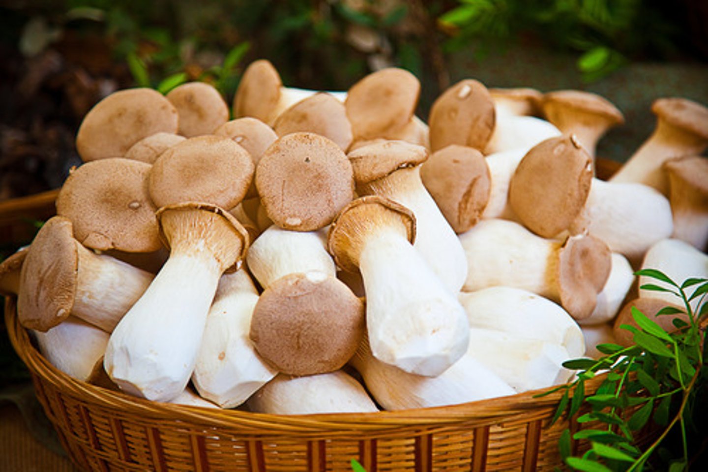 <p>MUSHROOMS</p>