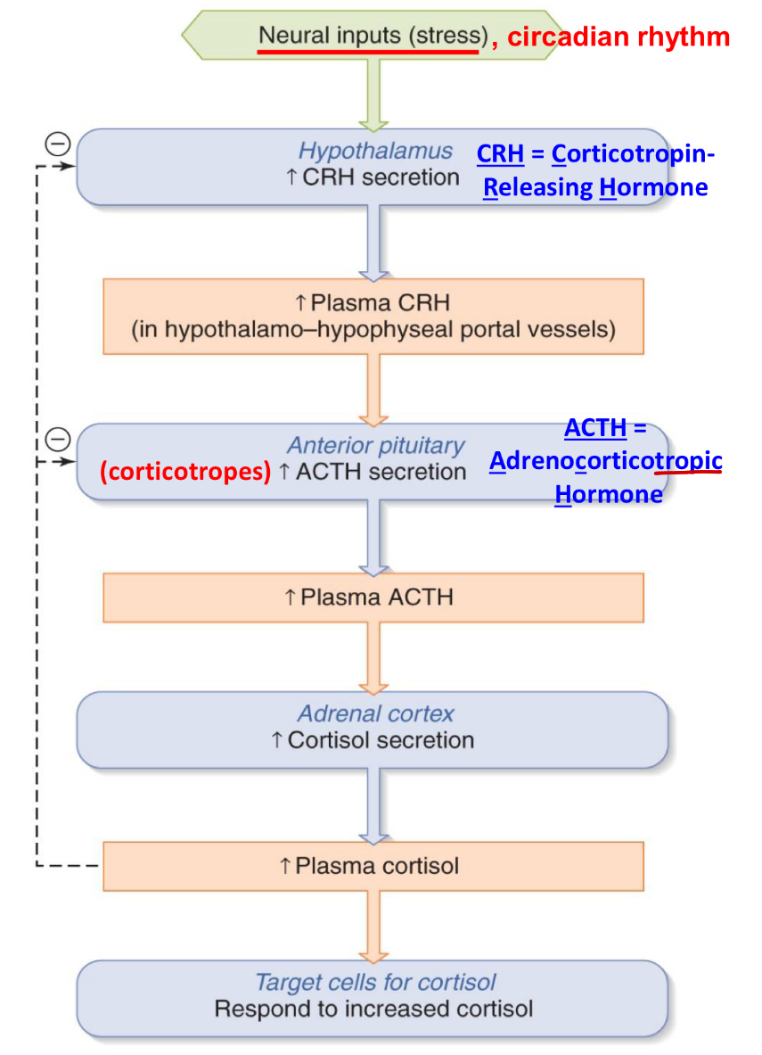 <p>3 hormones - CRH, ACTH, cortisol</p>