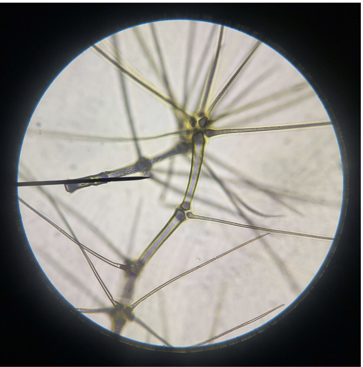 <p>Trichomes</p>