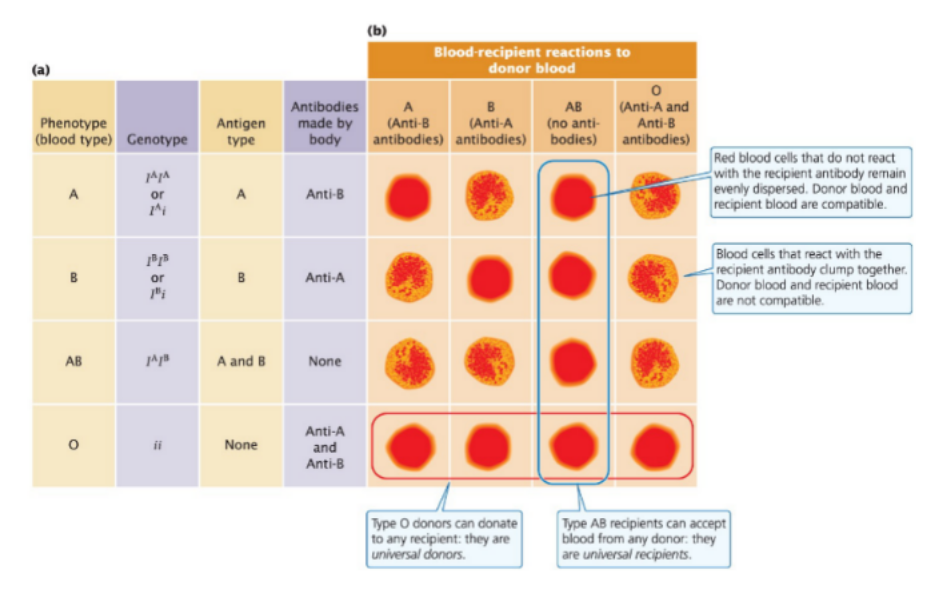 <ul><li><p><span style="font-family: &quot;Helvetica Neue&quot;, sans-serif">ABO blood group in humans has a multi-allelic system <strong>AND</strong> codominance</span></p><ul><li><p><span style="font-family: &quot;Helvetica Neue&quot;, sans-serif">I</span><sup>A</sup><span style="font-family: &quot;Helvetica Neue&quot;, sans-serif"> is dominant over i</span></p></li><li><p><span style="font-family: &quot;Helvetica Neue&quot;, sans-serif">I</span><sup>B</sup><span style="font-family: &quot;Helvetica Neue&quot;, sans-serif"> is dominant over i</span></p></li><li><p><span style="font-family: &quot;Helvetica Neue&quot;, sans-serif">I</span><sup>A</sup><span style="font-family: &quot;Helvetica Neue&quot;, sans-serif"> and I</span><sup>B</sup><span style="font-family: &quot;Helvetica Neue&quot;, sans-serif"> are codominant</span></p></li></ul></li><li><p><span style="font-family: &quot;Helvetica Neue&quot;, sans-serif">Expressed using I</span></p></li><li><p><span style="font-family: &quot;Helvetica Neue&quot;, sans-serif">Blood type (phenotype)</span></p><ul><li><p><span style="font-family: &quot;Helvetica Neue&quot;, sans-serif">A - I</span><sup>A</sup><span style="font-family: &quot;Helvetica Neue&quot;, sans-serif">I</span><sup>A</sup><span style="font-family: &quot;Helvetica Neue&quot;, sans-serif"> or I</span><sup>A</sup><span style="font-family: &quot;Helvetica Neue&quot;, sans-serif">i</span></p></li><li><p><span style="font-family: &quot;Helvetica Neue&quot;, sans-serif">B - I</span><sup>B</sup><span style="font-family: &quot;Helvetica Neue&quot;, sans-serif">I</span><sup>B</sup><span style="font-family: &quot;Helvetica Neue&quot;, sans-serif"> or I</span><sup>B</sup><span style="font-family: &quot;Helvetica Neue&quot;, sans-serif">i</span></p></li><li><p><span style="font-family: &quot;Helvetica Neue&quot;, sans-serif">AB - I</span><sup>A</sup><span style="font-family: &quot;Helvetica Neue&quot;, sans-serif">I</span><sup>B</sup></p></li><li><p><span style="font-family: &quot;Helvetica Neue&quot;, sans-serif">O - ii</span></p></li></ul></li><li><p><span style="font-family: &quot;Helvetica Neue&quot;, sans-serif">Antigens (think: same as phenotype name, identifies blood type)</span></p><ul><li><p><span style="font-family: &quot;Helvetica Neue&quot;, sans-serif">A - A antigens</span></p></li><li><p><span style="font-family: &quot;Helvetica Neue&quot;, sans-serif">B - B antigens</span></p></li><li><p><span style="font-family: &quot;Helvetica Neue&quot;, sans-serif">AB - A and B antigens</span></p></li><li><p><span style="font-family: &quot;Helvetica Neue&quot;, sans-serif">O - no antigens</span></p></li></ul></li><li><p><span style="font-family: &quot;Helvetica Neue&quot;, sans-serif">Antibodies (think: fight off what they aren’t)</span></p><ul><li><p><span style="font-family: &quot;Helvetica Neue&quot;, sans-serif">A - Anti-B</span></p></li><li><p><span style="font-family: &quot;Helvetica Neue&quot;, sans-serif">B - Anti-A</span></p></li><li><p><span style="font-family: &quot;Helvetica Neue&quot;, sans-serif">AB - None</span></p></li><li><p><span style="font-family: &quot;Helvetica Neue&quot;, sans-serif">O - Anti-A and Anti-B</span></p></li></ul></li><li><p><span style="font-family: &quot;Helvetica Neue&quot;, sans-serif">Compatibility</span></p><ul><li><p><span style="font-family: &quot;Helvetica Neue&quot;, sans-serif">A can receive A and O, since it has anti-B antibodies (it will recognize the B antigens on the B and AB blood cells)</span></p></li><li><p><span style="font-family: &quot;Helvetica Neue&quot;, sans-serif">B can receive B and O, since it has anti-A antibodies (it will recognize the A antigens on A and AB blood cells)</span></p></li><li><p><span style="font-family: &quot;Helvetica Neue&quot;, sans-serif">AB can receive any, since it has no antibodies (it won’t detect antigens on A, B, or O cells)</span></p></li><li><p><span style="font-family: &quot;Helvetica Neue&quot;, sans-serif">O can receive only O, since it has anti-A <strong>AND</strong> anti-B antibodies (it will recognize A and B antigens on A, B, and AB cells)</span></p></li></ul></li></ul><p></p>