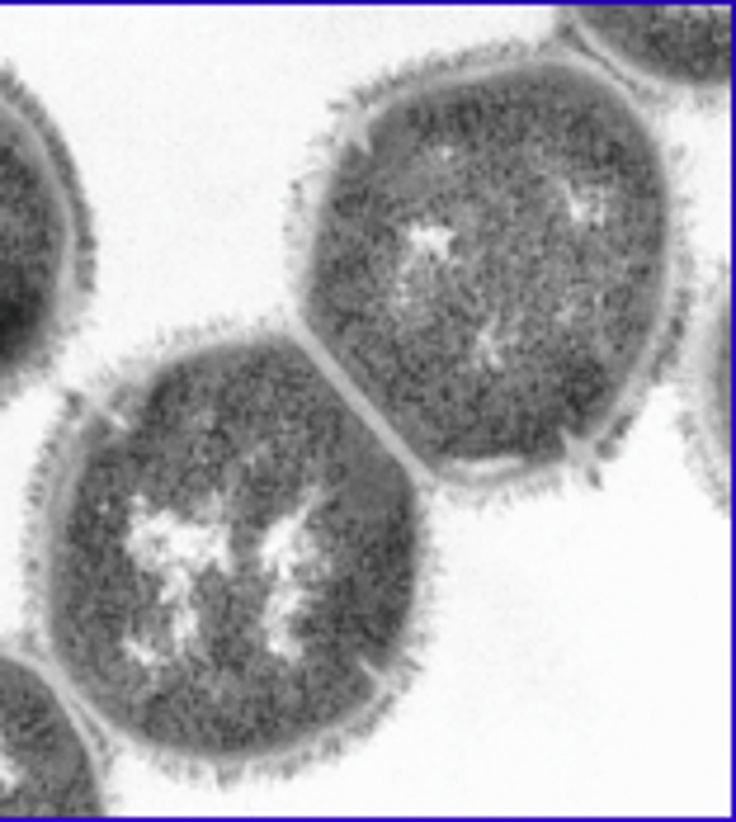 <p>resists phagocytosis</p><p>promote colonization on host mucus</p><p>immune system avoidance by preventing phagocytosis</p>