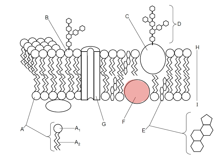 <p>Which part is F? </p>