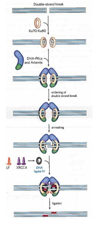 <ul><li><p>DNA ends bound by Ku70-Ku80</p></li><li><p>Ku70-Ku80 recruits DNA-PKcs and Artemis</p></li><li><p>The 2 DNA ends are synapsed (held together)</p></li><li><p>DNA-PKcs autophosphorylates and phosphorylates Artemis</p></li><li><p>P-Artemis is activated, and removes 5’- or 3’-ss extensions or hairpins at the ends</p></li><li><p>A helicase separates the 2 ends and strands from different ends are annealed at regions of short complementarity. </p></li><li><p>Artemis removes any unpaired DNA. </p></li><li><p>Small gaps are filled by either DNA Polymerase μ or λ</p></li><li><p>The nicks are sealed by a protein complex composed of XRCC4, XLF and DNA ligase IV</p></li></ul>