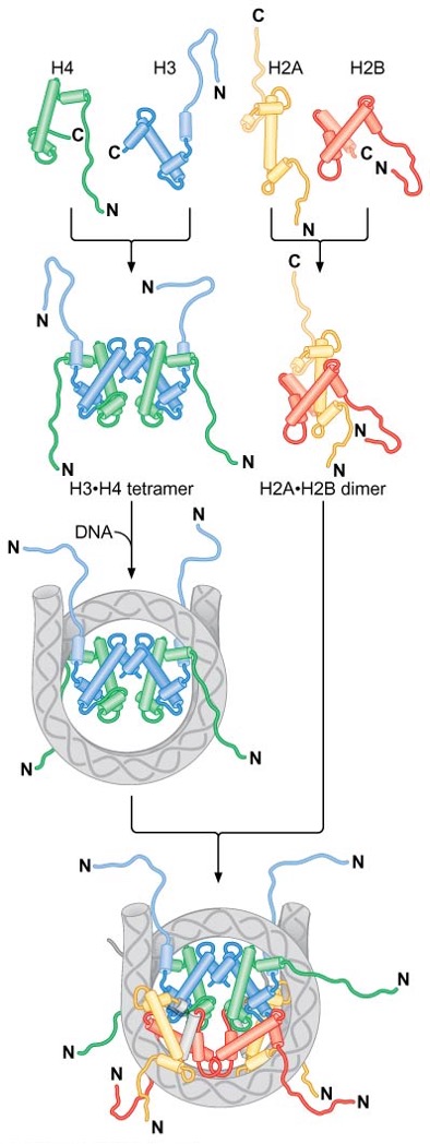 Nucleosome assembly