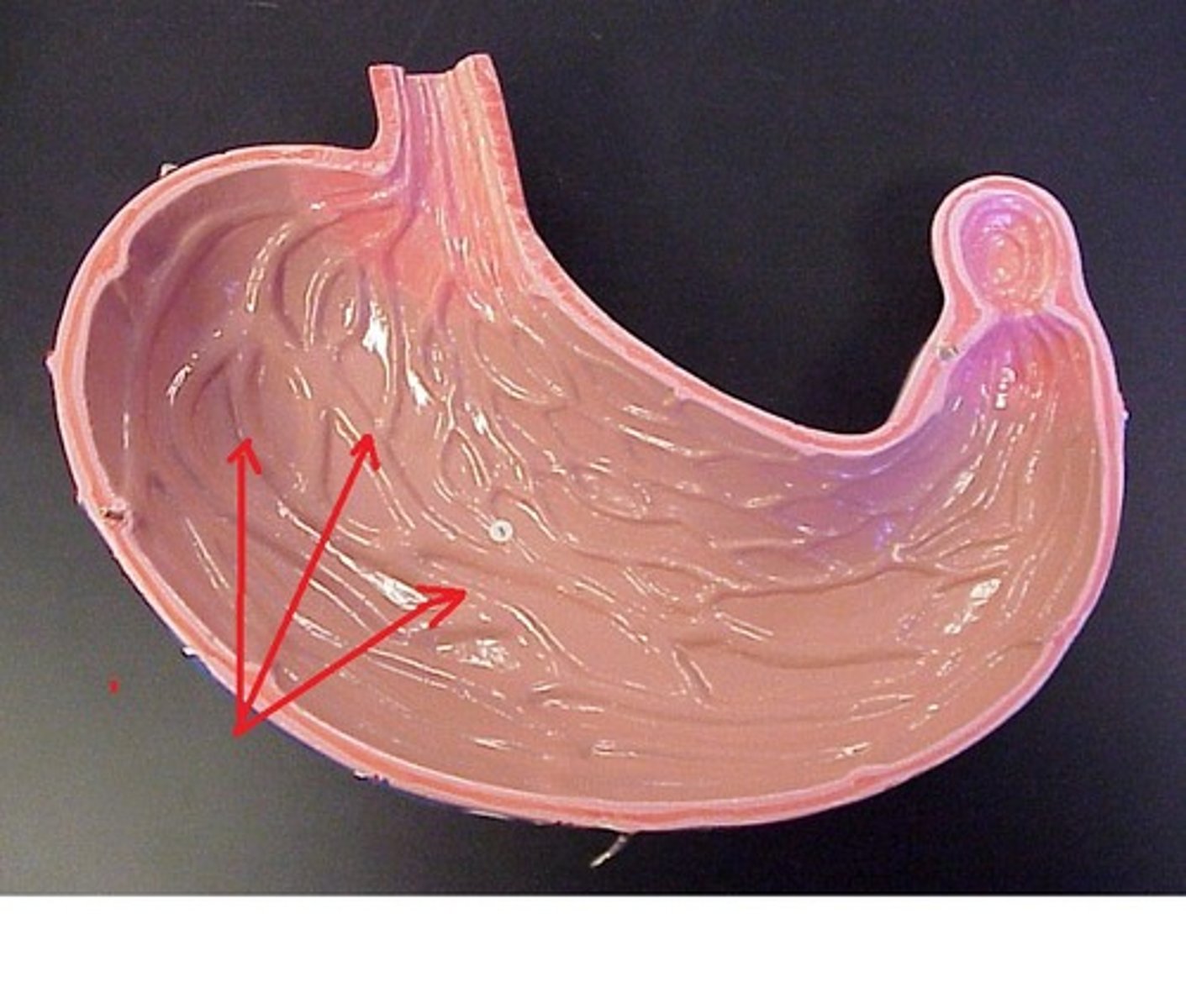 <p>waves of stomach</p>