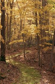 <p>having many leaves or covered with leaves; often used to describe areas full of trees or plants.<br></p>