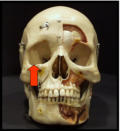 <p><span>The bony cavity that contains the eyeball.</span></p>