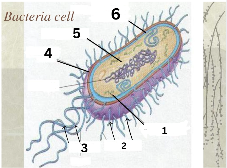 <p>What is the organelle labeled 5</p>