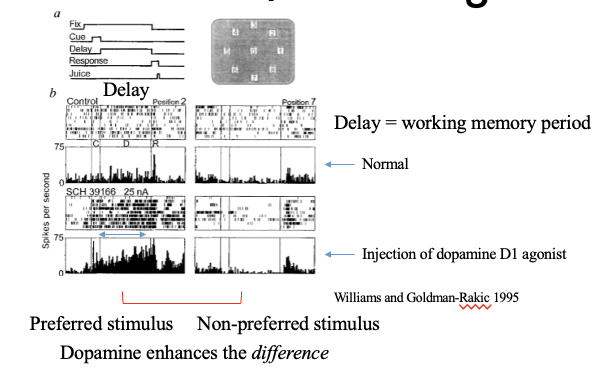<p>dopamine agonists can enhance working memory encoding in PFC neurons</p>