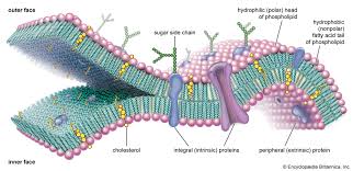 <p>Cell(or Plasma) Membrane</p>