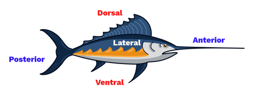 <p>Toward the stomach, away from the dorsal (back) side </p>