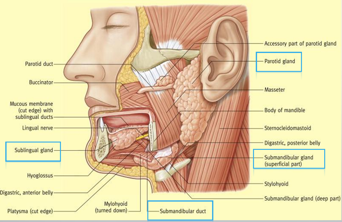 <p>sublingual, submandibular, and parotid gland</p><ul><li><p>there are also minor salivary glands beneath the mucosa of the buccal cavity</p></li></ul><p></p>