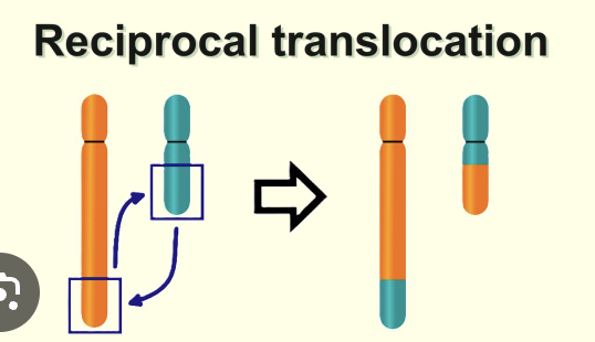 <p>swapped without any net loss or gain to the genome</p><p>reciprocal exchange </p>