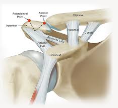 <p>• Superior and inferior acromioclavicular</p><p>• Coracoclavicular</p>