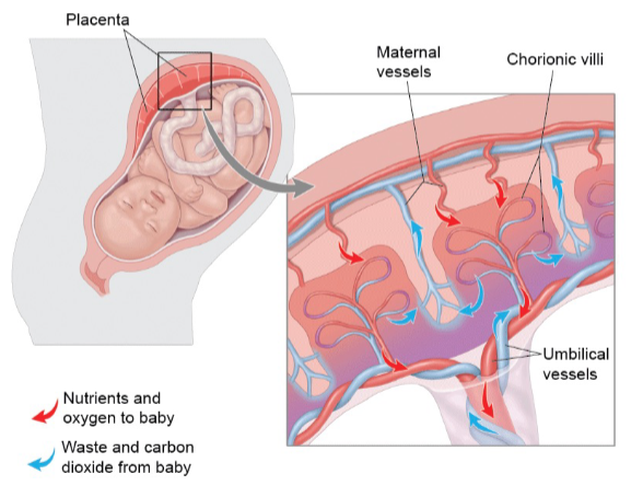 The human placenta invades the mothers arteries and prevents them from ____ . 