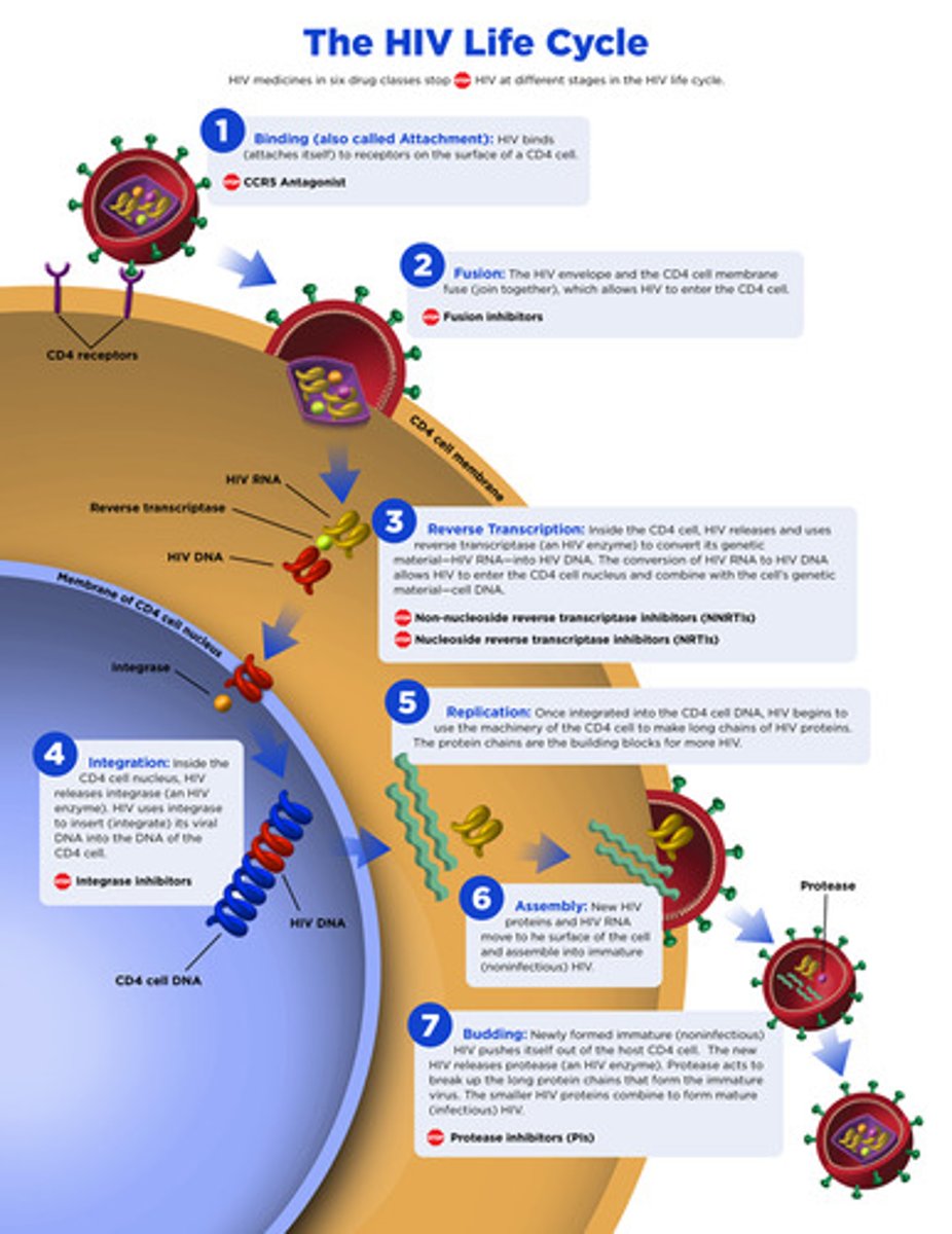 <p>1. binding</p><p>2. fusion</p><p>3. reverse transcription</p><p>4. integration</p><p>5. replication</p><p>6. assembly</p><p>7. budding</p>